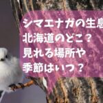 シマエナガの生息地は北海道のどこ？見れる場所や季節はいつ？