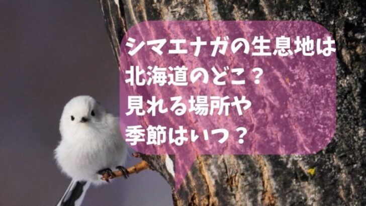 シマエナガの生息地は北海道のどこ？見れる場所や季節はいつ？