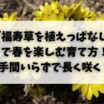 「福寿草を植えっぱなし」で春を楽しむ育て方！手間いらずで長く咲く！