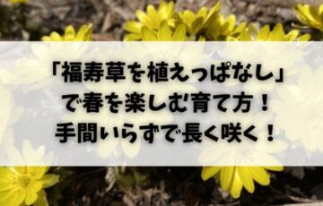 「福寿草を植えっぱなし」で春を楽しむ育て方！手間いらずで長く咲く！