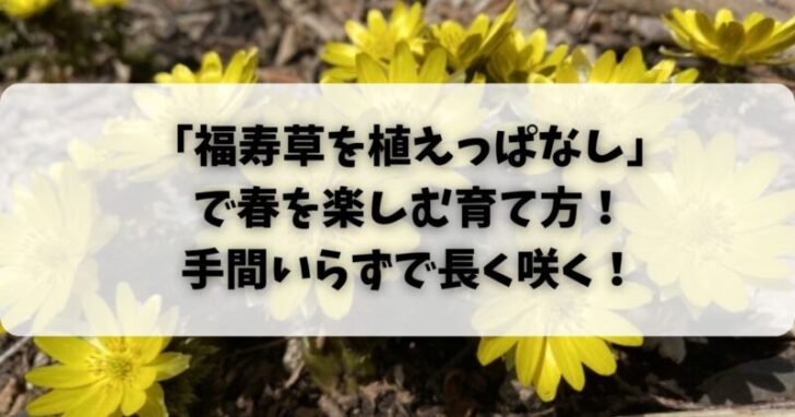 「福寿草を植えっぱなし」で春を楽しむ育て方！手間いらずで長く咲く！
